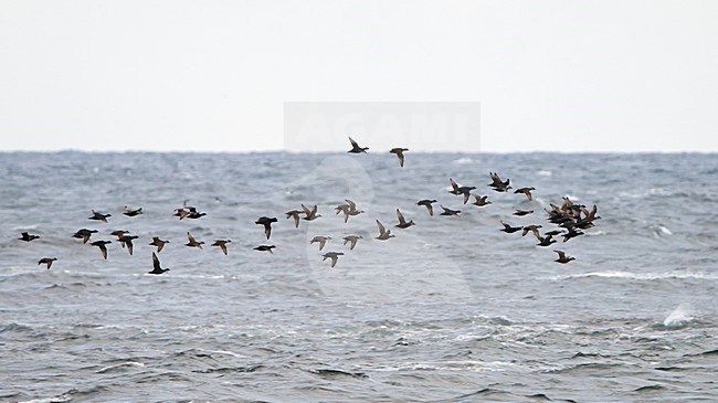 Groep Zwarte ZeeÃ«end vliegend boven zee; Flock of Common Scoters flying above the sea stock-image by Agami/Markus Varesvuo,