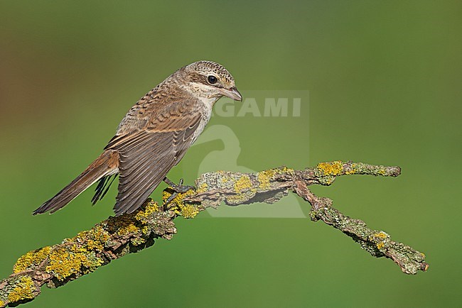 Immature Red-backed Shrike (Lanius collurio) stretching its wing. stock-image by Agami/Alain Ghignone,