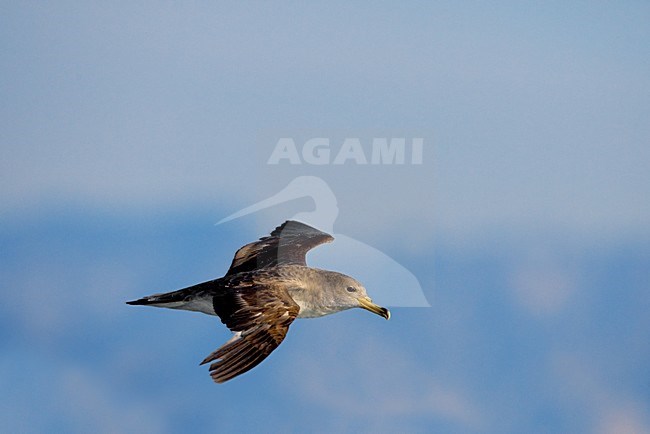 Berta maggiore; Scopoli's Shearwater; Calonectris diomedea stock-image by Agami/Daniele Occhiato,