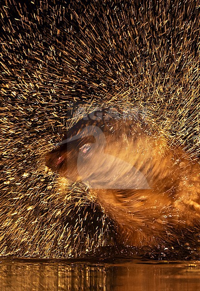 Eurasian otter (Lutra lutra) in Hungary. Fishing at night in a fish pond. Shaing water from its fur. stock-image by Agami/Marc Guyt,