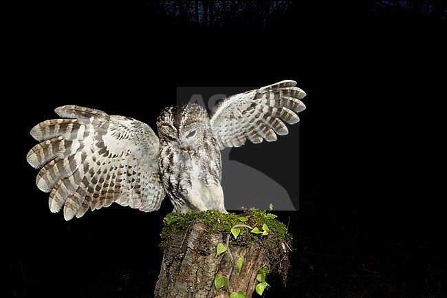 Tawny Owl (Strix aluco) in the Aosta valley in northern Italy. Balancing after landing on a tree stump with both wings outstreched. stock-image by Agami/Alain Ghignone,