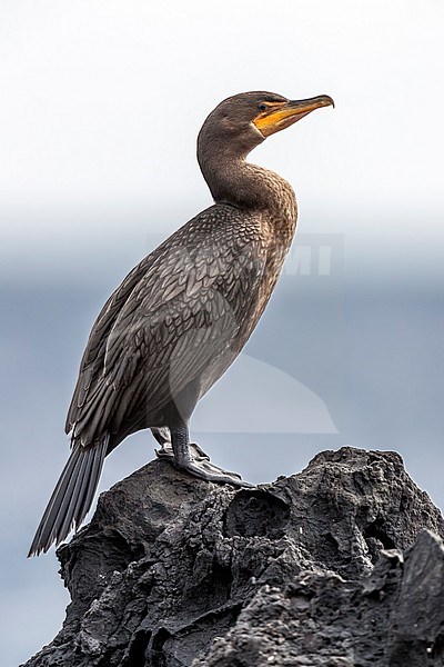 First winter Double-crested Cormorant (Phalacrocorax auritus) perched on a rock in old harbour of Corvo, Azores, Portugal. stock-image by Agami/Vincent Legrand,