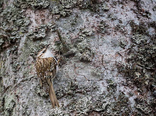 Eurasian Treecreeper - Waldbaumläufer - Certhia familiaris ssp. macrodactyla, Germany stock-image by Agami/Ralph Martin,