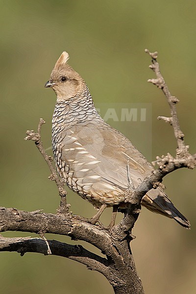 Adult 
Cochise Co., AZ 
July 2007 stock-image by Agami/Brian E Small,
