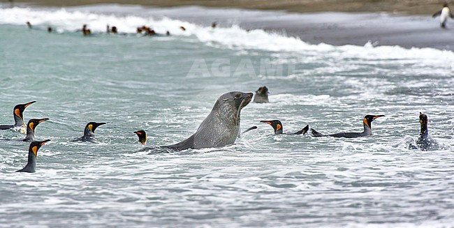 King Penguins (Aptenodytes patagonicus) swimming in surf with the Antarctic Fur Seal (Arctocephalus gazella), South Georgia stock-image by Agami/Tomas Grim,