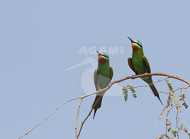 Blue-cheeked Bee-eater, Merops persicus stock-image by Agami/James Eaton,