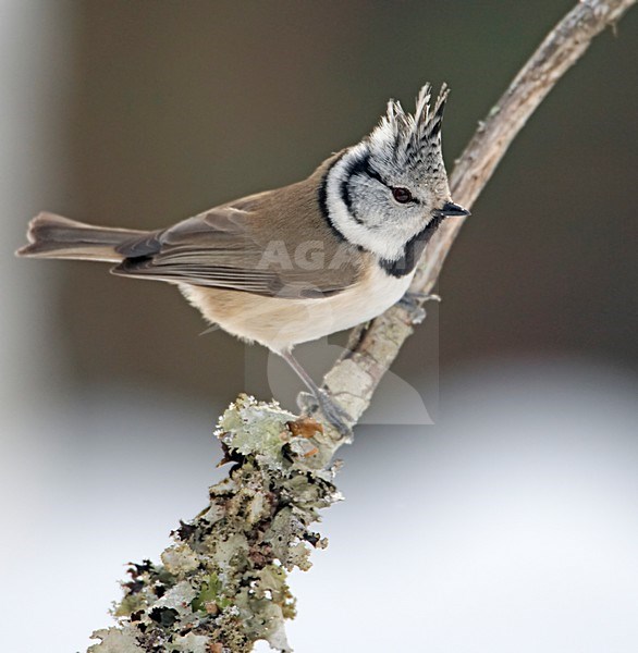 Kuifmees zittend, Crested Tit perched stock-image by Agami/Markus Varesvuo,