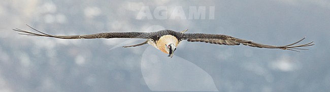 Volwassen Lammergier in de vlucht; Adult Bearded Vulture in flight stock-image by Agami/Markus Varesvuo,