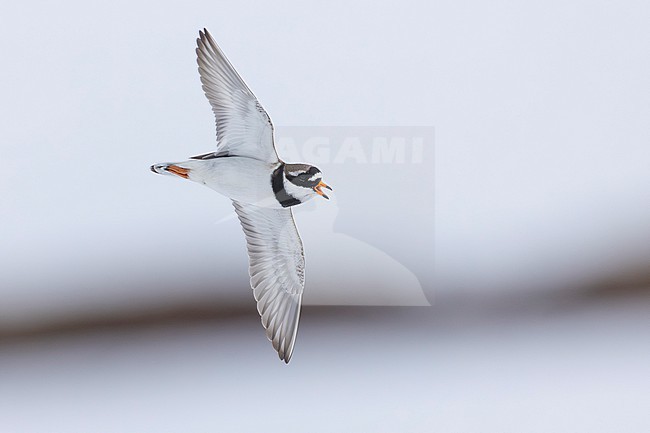 Ringed Plover (Charadrius hiaticula), adult in flight seen from below, Finnmark, Norway stock-image by Agami/Saverio Gatto,