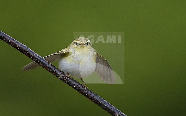 Wood Warbler (Phylloscopus sibilatrix) perched on a branch at North Zealand, Denmark stock-image by Agami/Helge Sorensen,