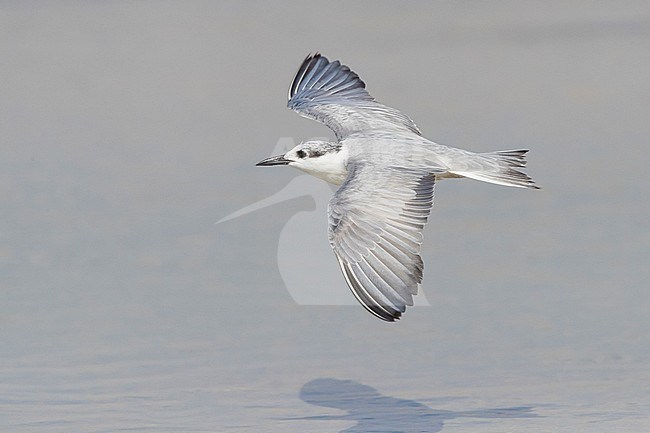 Whiskered Tern (Chlidonias hybrida), adult in winter plumage in flight stock-image by Agami/Saverio Gatto,