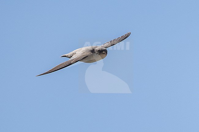 Pale Crag Martin (Ptyonoprogne obsoleta) wintering in Oman. stock-image by Agami/Sylvain Reyt,