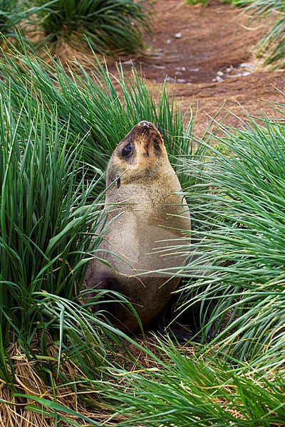 Antarctische Pelsrob, Antarctic Fur Seal, Arctocephalus gazella stock-image by Agami/Marc Guyt,