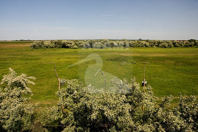 Valkennestkast in Hortobay; Falcon nestbox at Hortobagy stock-image by Agami/Marc Guyt,