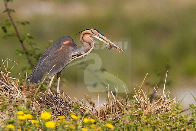 Purple Heron - Purpurreiher - Ardea purpurea ssp. purpurea, Cyprus, adult stock-image by Agami/Ralph Martin,