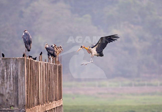 Indische Maraboe; Greater Adjutant stock-image by Agami/Marc Guyt,