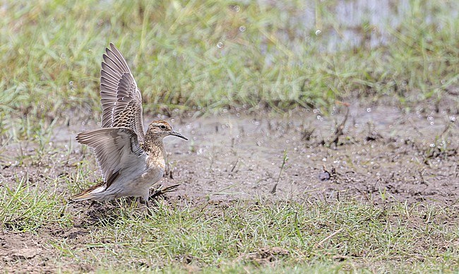 Wintering Sharp-tailed Sandpiper (Calidris acuminata) in Queensland, Australia. stock-image by Agami/Ian Davies,