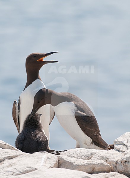 Zeekoet met jong; Common Murre with young stock-image by Agami/Han Bouwmeester,