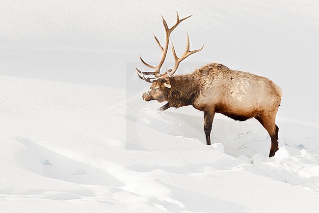 Wapiti mannetje foeragerend in sneeuw; Elk bull foraging in snow stock-image by Agami/Caroline Piek,