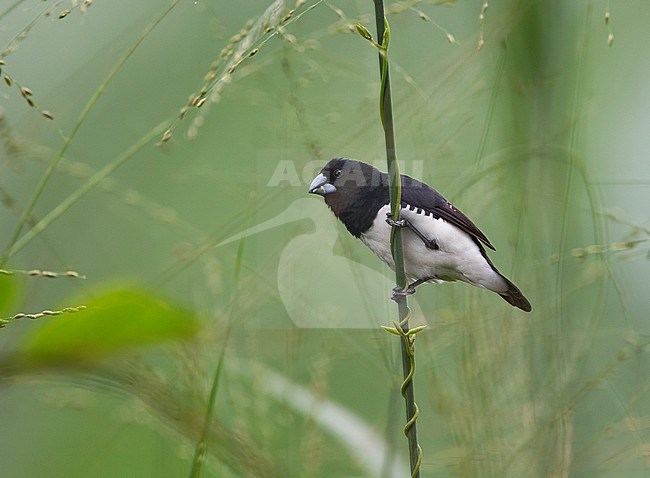Male Black-and-white Mannikin (Spermestes bicolor) in Sierra Leone. stock-image by Agami/David Monticelli,