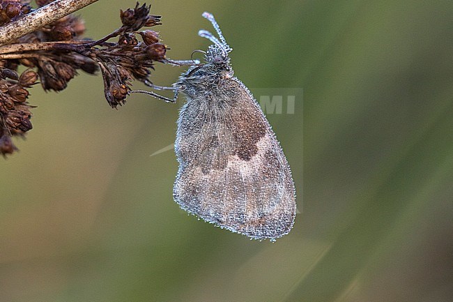 Small Heath covered with morning dew stock-image by Agami/Wil Leurs,