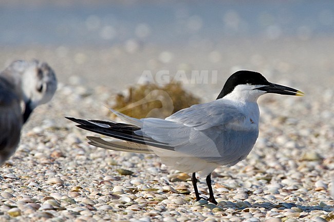 Amerikaanse  Grote Stern zomerkleed op schelpen bank Mexico; Cabot's Tern breeding plumage at sand bank Mexico stock-image by Agami/Wil Leurs,