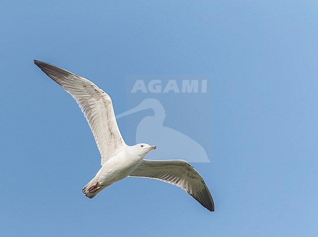 Immature Caspian Gull, Larus cachinnans, migrating in spring past migration hotspot Kamperhoek in the Flevopolder, Netherlands. stock-image by Agami/Marc Guyt,