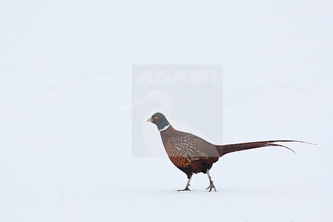 Fazant mannetje lopend in sneeuw Common Pheasant male walking in snow stock-image by Agami/Chris van Rijswijk,