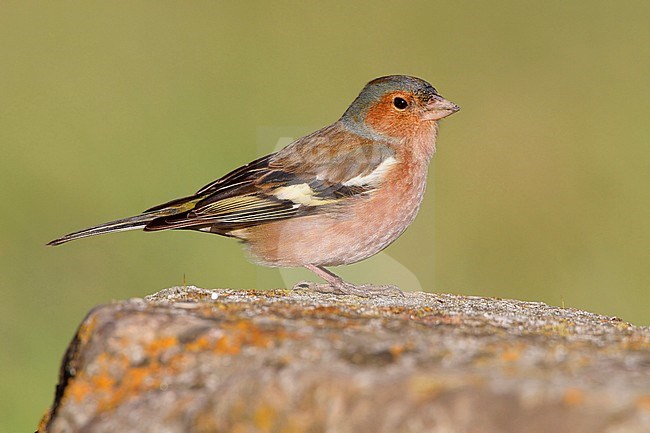 Common Chaffinch, Adult male standing on a rock, Campania, Italy (Fringilla coelebs) stock-image by Agami/Saverio Gatto,