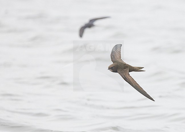 Common swift (Apus apus) in flight, flying over water, showing one in the background. stock-image by Agami/Lennart Verheuvel,