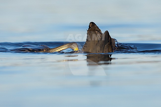 Eurasian Coot (Fulica atra), adult diving in the water, Lazio, Italy stock-image by Agami/Saverio Gatto,