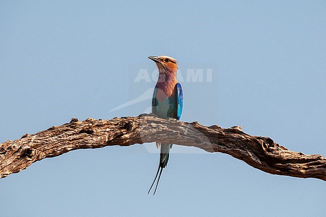 A lilac-breasted roller, Coracias caudatus, perched on a tree branch. Chobe National Park, Botswana. stock-image by Agami/Sergio Pitamitz,