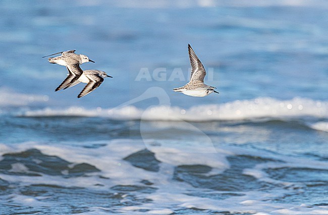 Sanderling (Calidris alba) wintering on the North Sea beach of Katwijk, Netherlands. Three Sanderlings flying over the surf. stock-image by Agami/Marc Guyt,