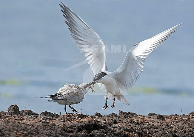 Juvenile Gull-billed Tern (Gelochelidon nilotica) fed by its parent during late summer in Netherlands. Breeding birds from further north staging on Dutch induated buld fields. stock-image by Agami/Fred Visscher,
