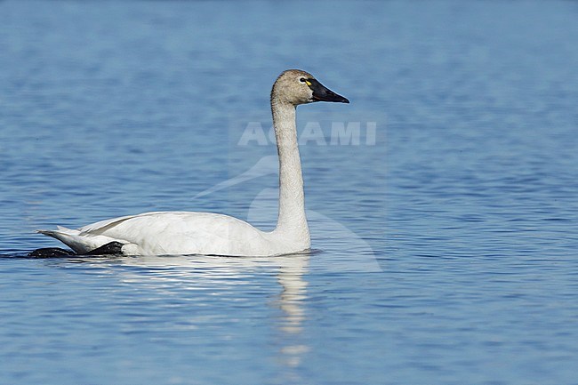 Adult Tundra Swan (Cygnus columbianus) on Seward Peninsula in Alaska, United States. stock-image by Agami/Brian E Small,