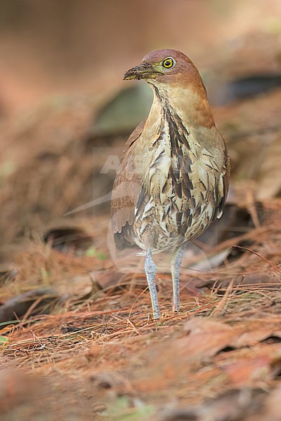 Japanese Night Heron (Gorsachius goisagi)  in its wintering ground in the Philippines stock-image by Agami/Dubi Shapiro,