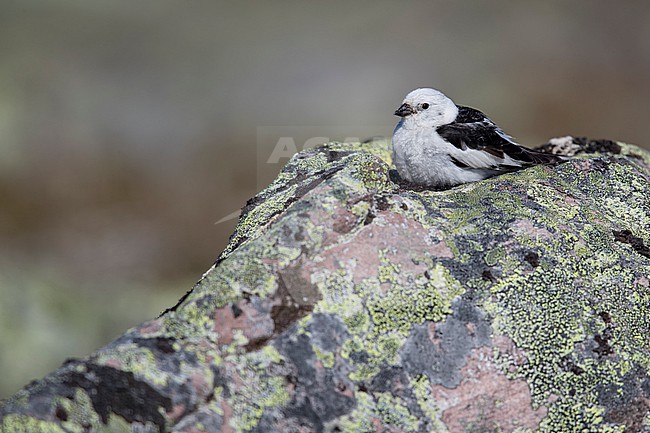 Snow Bunting (Plectrophenax nivalis) sitting on a rock in its breeding habitat in Norway. stock-image by Agami/Marcel Burkhardt,