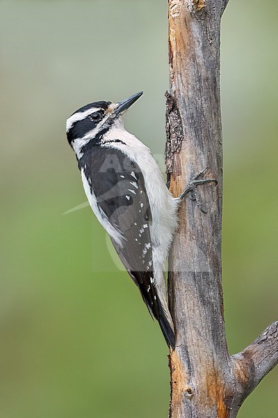 Adult female
Jefferson Co., CO
June 2023 stock-image by Agami/Brian E Small,