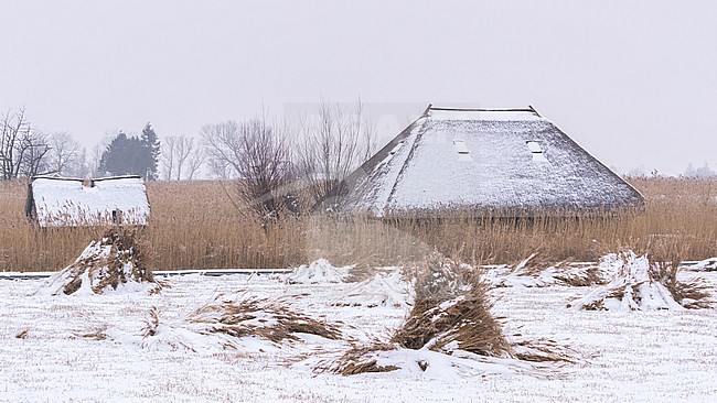 Belter wijde stock-image by Agami/Eric Tempelaars,