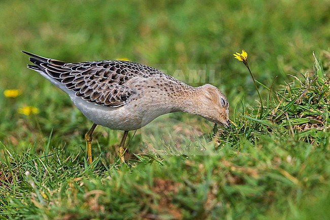 Blonde Ruiter, Buff-breasted Sandpiper stock-image by Agami/Daniele Occhiato,