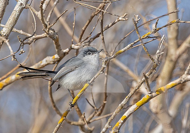 Black-capped Gnatcatcher, Polioptila nigriceps, in Mexico. stock-image by Agami/Pete Morris,