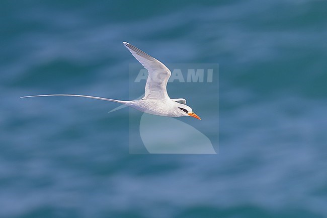 Catesby's White-tailed Tropicbird (Phaethon lepturus catesbyi) in flight in Puerto Rico. stock-image by Agami/Dubi Shapiro,