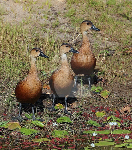 Wandering Whistling Duck, Dendrocygna arcuata, at Tyto wetland - Ingham - Queensland - Australia. stock-image by Agami/Aurélien Audevard,