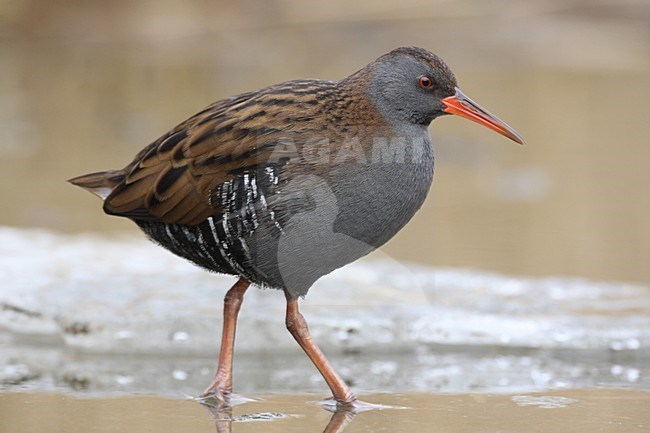 Waterral in de winter; Water Rail in winter stock-image by Agami/Chris van Rijswijk,