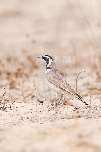 Adult Temminck's Lark (Eremophila bilopha) in the southern negev, Israel, stock-image by Agami/Marc Guyt,