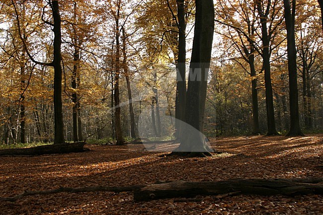 Bos; Forest stock-image by Agami/Ran Schols,