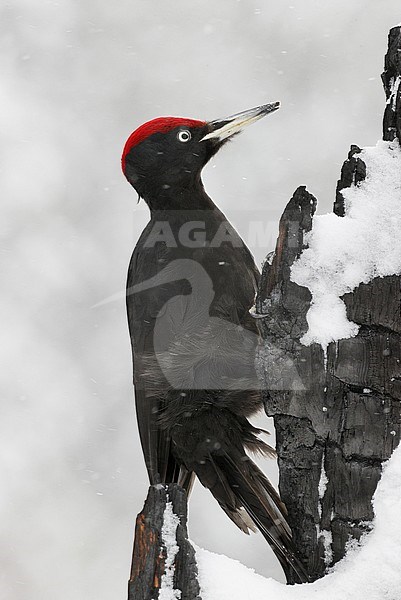 Black Woodpecker (Dryocopus martius) in taiga forest in nothern Finland. stock-image by Agami/Markus Varesvuo,