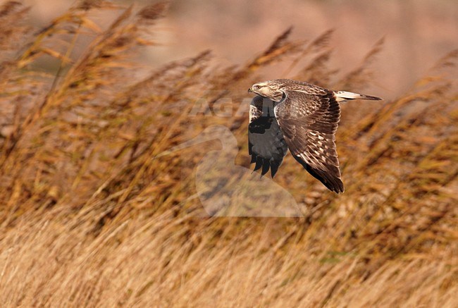 Ruigpootbuizerd in de vlucht; Rough-legged Buzzard in flight stock-image by Agami/Markus Varesvuo,