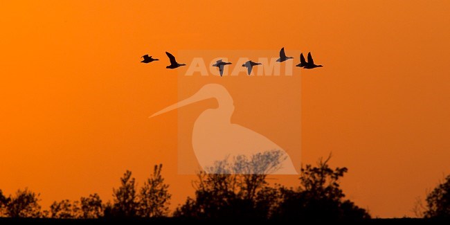Rotganzen vliegend voor ondergaande zon; Brent Geese flying against sunset stock-image by Agami/Harvey van Diek,