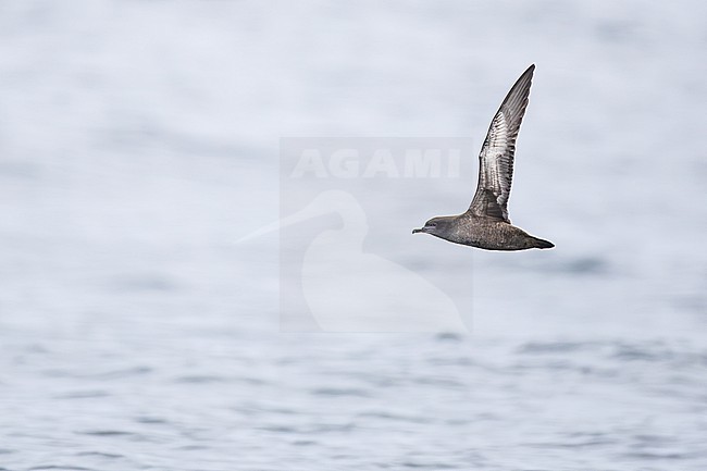  stock-image by Agami/Menno van Duijn,